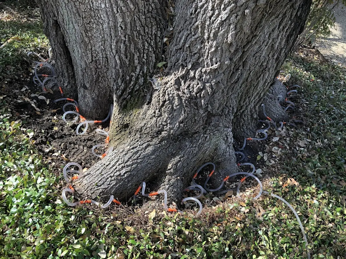 Detailed Tree Cabling and Bracing job site in Hygiene